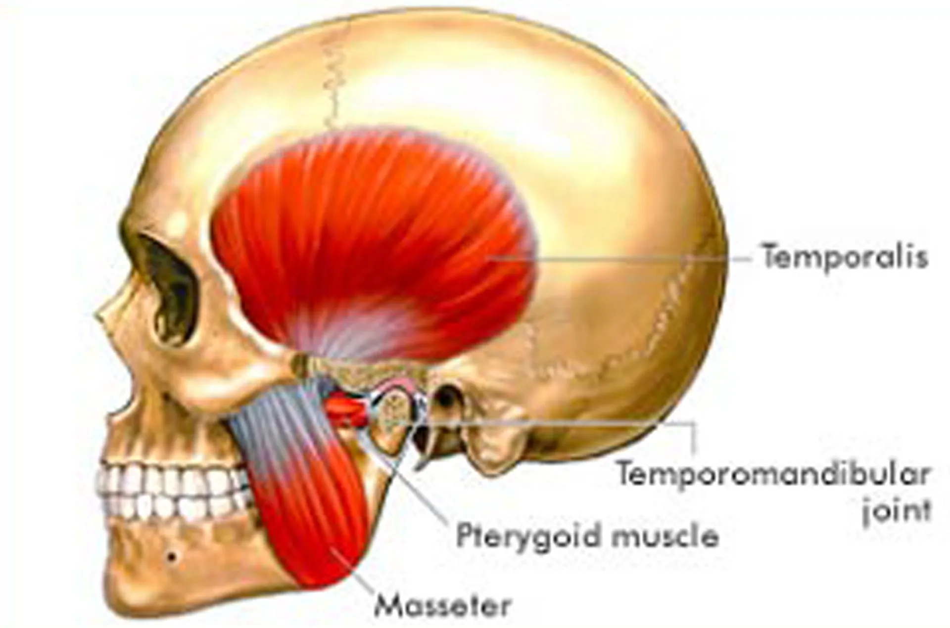 Cover for What is TMJ?