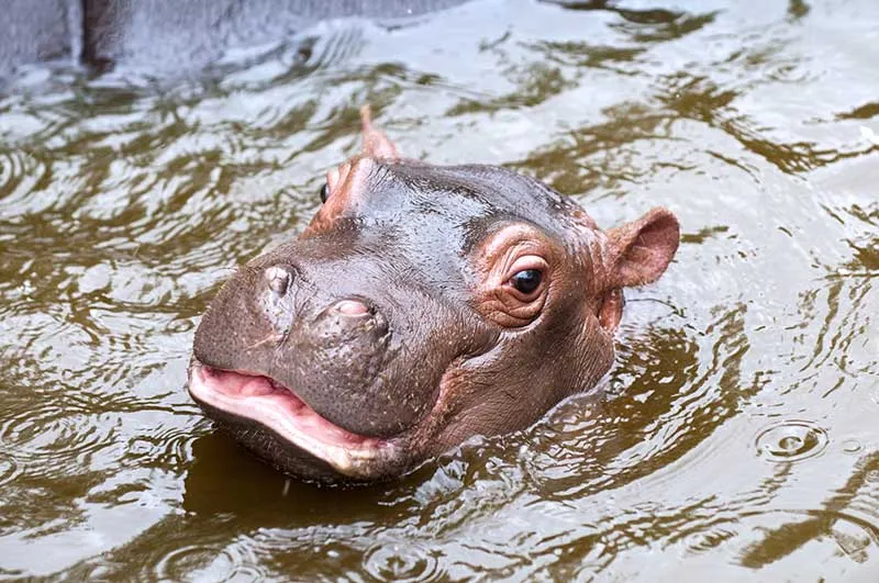 Cover for The Texas Hutto Hippo Story